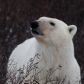 Curious Polar Bear