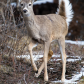 White Tail Deer