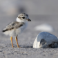 Piping Plover Chick
