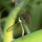 Crane Fly and Spider