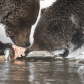 Grizzly Bear and Cub