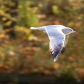 Ring-billed Gull