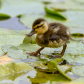 A cute little Mallard duckling (Anas platyrhynchos) is walking or running on the lotus leaves on the pond