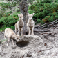 Juvenile Bighorn sheep (Ovis canadensis), Jasper National Park, Alberta, Canada
