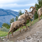 Bighorn sheep (Ovis canadensis), running uphill