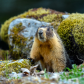 Yellow-bellied marmot (Marmota flaviventris), also known as Rock Chuck, looking out of the entrance of its burrow