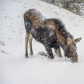 Young moose, a calf (Alces alces) went down on the knees in snow