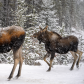 Mama moose, and her calf (Alces alces) standing in snow in a winter forest