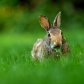 Front view photo of a young eastern cottontail rabbit (Sylvilagus floridanus)