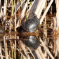 Painted Turtles
