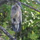 The Great Blue Heron