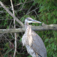 The Great Blue Heron