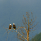 Bald Eagles