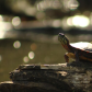 The Turtle and the Spider