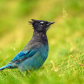 Steller's jay (Cyanocitta stelleri) perching on the ground