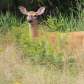 Beautiful Doe