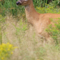 Beautiful Doe