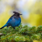 Steller's jay (Cyanocitta stelleri) perching on fir bough