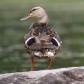 Mother Duck