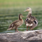 Mother Duck