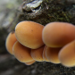 Orange Fungus