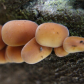 Orange Fungus