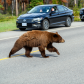 Dangerous wildlife encounter with an american black bear (Ursus americanus)