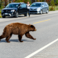 Dangerous wildlife encounter with an american black bear (Ursus americanus)