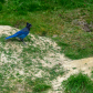 Steller's jay (Cyanocitta stelleri) and a columbian ground squirrel (Urocitellus columbianus)