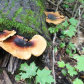 Moss & Fungi