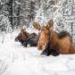 Mama moose, and her calf (Alces alces)
