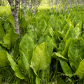 Western skunk cabbage (Lysichiton americanus)