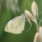 Morning Butterfly