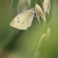 Morning Butterfly