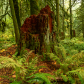 Lush vegetation and thick underbrush in the dark rainforest