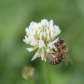 Honey Bee in the Clover