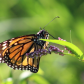 Monarch