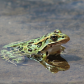 Leopard Frog