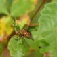 A Bristly Little Fella