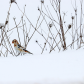 Winter Beauties