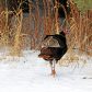 Turkey Butt