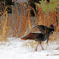 Turkey Walk