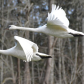 Fly By