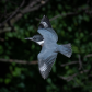 Belted kingfisher in flight