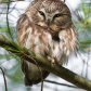 Northern Saw-whet Owl 