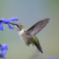 Ruby-throated Hummingbird feeding