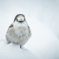 Talkative Jay