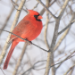 Cardinal