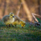 Spring Chicks