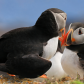 Puffin dating